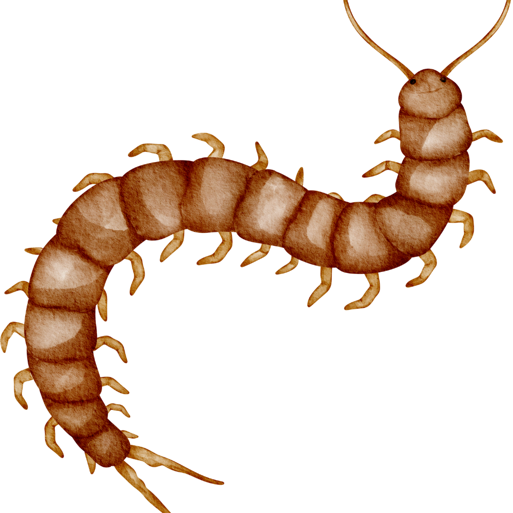 how to get rid of house centipedes?